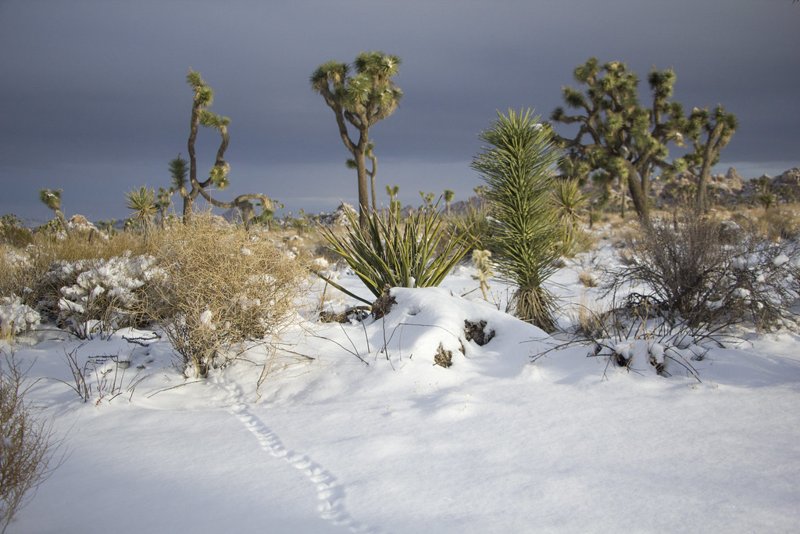 Tracks of an unknown animal in the snow between Joshua trees